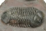 Pair Of Struveaspis Trilobites - Jorf, Morocco #233138-3